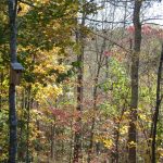 Adams County Cozy Hideaway Bat Box