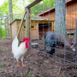 Cozy Hideaway Animals - Rooster