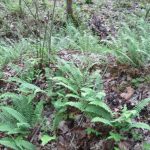 Cozy Hideaway Ferns