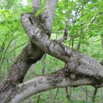 Cozy Hideaway Tree gnarl