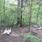 Cozy Hideaway Ducks out for a walk