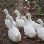 Cozy Hideaway Ducks