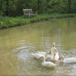 Cozy Hideaway Ducks splashing in pond