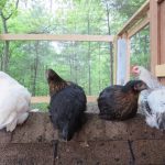 Cozy Hideaway Hens