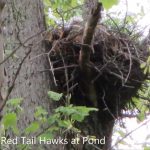 Cozy Hideaway Red Tail Hawks Nest