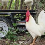 Cozy Hideaway Henry the Rooster